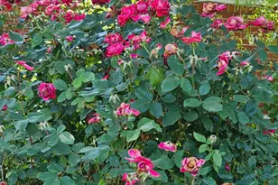 1321 Woodside Ave, Front Royal, VA 22630 - Photo 24