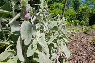 32 Parnassus Rd, Linden, VA 22642 - Photo 46