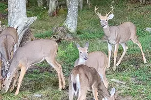 421 Head Rd, Mount Storm, WV 26739 - Photo 54