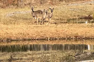 362 Oak Hill Rd, Moorefield, WV 26836 - Photo 38