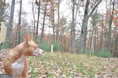393 Timber Run Rd, Mathias, WV 26812 - Photo 30