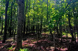 336 Howard Delawder Ln, Mathias, WV 26812 - Photo 20