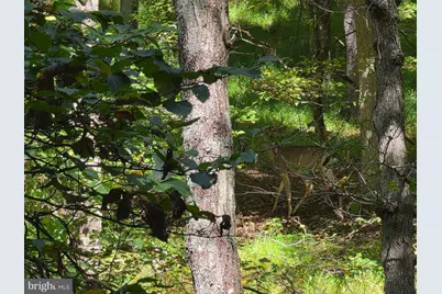 1 Acre Adjoining Lost River State Park, Mathias, WV 26812 - Photo 12