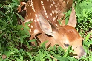 3837 Graces Cabin, Springfield, WV 26763 - Photo 52