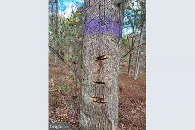 3536 Jr Rannells Road, Points, WV 25437 - Photo 26