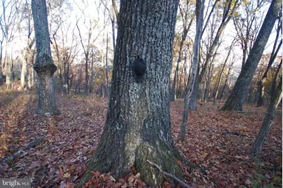 Lot 67 Mill Mountain Road, Romney, WV 26757 - Photo 8