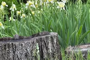 559 Tatonka Trl, Delray, WV 26714 - Photo 44