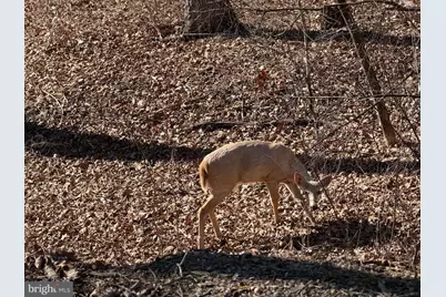 Goldsborough Road, Springfield, WV 26763 - Photo 18