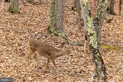 2368 Crossings View Road, Paw Paw, WV 25434 - Photo 82