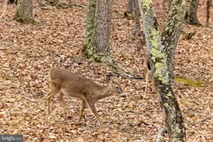 2368 Crossings View Rd, Paw Paw, WV 25434 - Photo 82