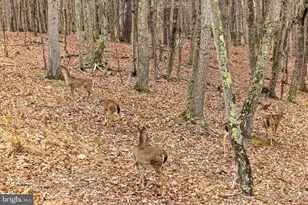 2368 Crossings View Rd, Paw Paw, WV 25434 - Photo 80