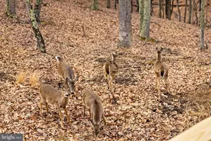 2368 Crossings View Rd, Paw Paw, WV 25434 - Photo 92