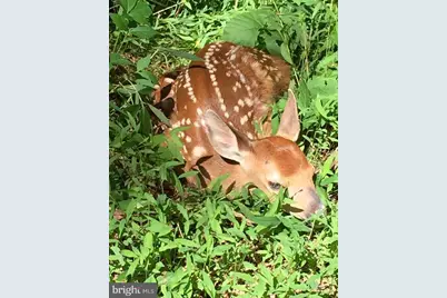 3837 Graces Cabin Road, Springfield, WV 26763 - Photo 52