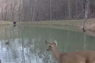 Lots 118 and 126 Graces Cabin Rd, Springfield, WV 26763 - Photo 56