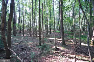 729 Anthony Bohrer Rd, Slanesville, WV 25444 - Photo 64