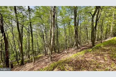 133.944 Acres Russelldale Road, Burlington, WV 26710 - Photo 12