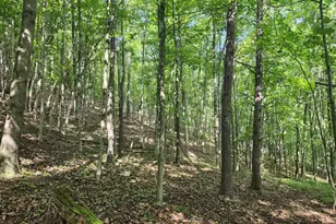 497 Dry Run Rd, Burlington, WV 26710 - Photo 70