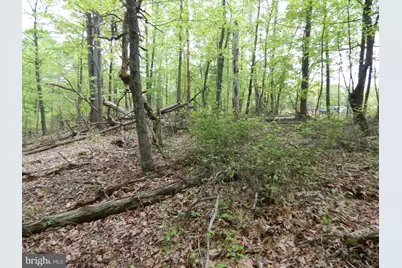 Plum Tree Lane, Berkeley Springs, WV 25411 - Photo 14