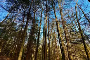 268 Wild Flower Way, Albright, WV 26519 - Photo 22