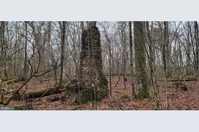 Camp Galilee Road, Terra Alta, WV 26764 - Photo 12