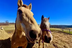 301 Dinkenberger Rd, Kingwood, WV 26537 - Photo 6