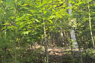 Lot 27 Native Trout Ln, Sugar Grove, WV 26815 - Photo 1