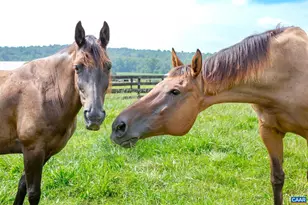 9313 Greenfield Farm, Scottsville, VA 24590 - Photo 42