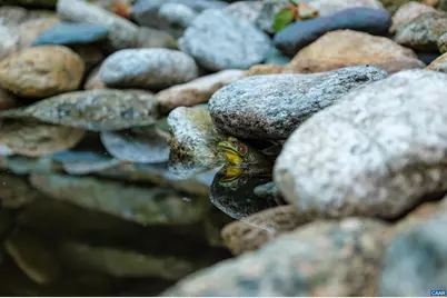 4375 Taylor Creek Rd, Afton, VA 22920 - Photo 66