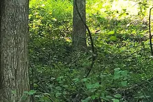 12 Langdon Woods Dr, Dyke, VA 22935 - Photo 50