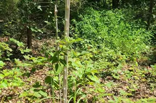 12 Langdon Woods Dr, Dyke, VA 22935 - Photo 58