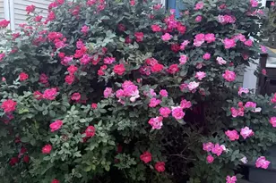 415 NW 12th St, Charlottesville, VA 22903 - Photo 28