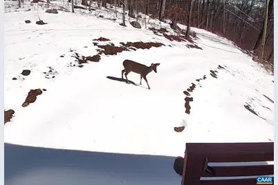 1494 Spruce Creek Ln, Nellysford, VA 22958 - Photo 34