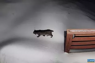 1494 Spruce Creek Ln, Nellysford, VA 22958 - Photo 30