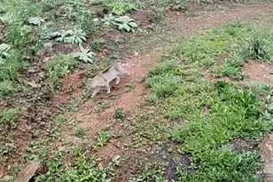 1494 Spruce Creek Ln, Nellysford, VA 22958 - Photo 32