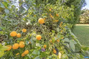 311 Gloucester Rd, Charlottesville, VA 22901 - Photo 52