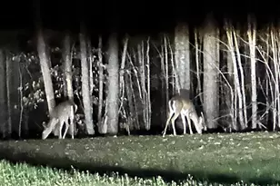 145 Butler Ln, Scottsville, VA 24590 - Photo 44