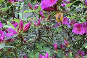 317 Poplar Glen Ct, Charlottesville, VA 22903 - Photo 30