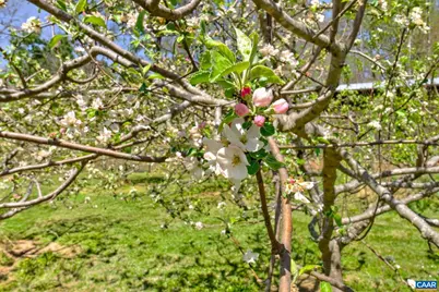 7087 Dick Woods Rd, Afton, VA 22920 - Photo 54