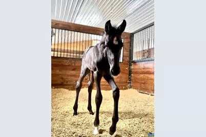 2236 Craigs Store Rd, Afton, VA 22920 - Photo 74