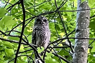 2236 Craigs Store Rd, Afton, VA 22920 - Photo 72