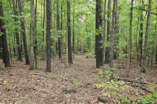 981 Scotts Bottom Rd, Dillwyn, VA 23936 - Photo 46