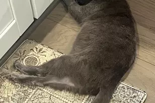 5207 Wilton Heights Ave, Baltimore, MD 21215 - Photo 14