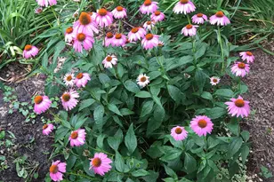 803 Green St, Alexandria, VA 22314 - Photo 68