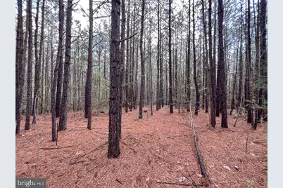 116.32 Acres Gilliam Mill Road, Dillwyn, VA 23936 - Photo 28