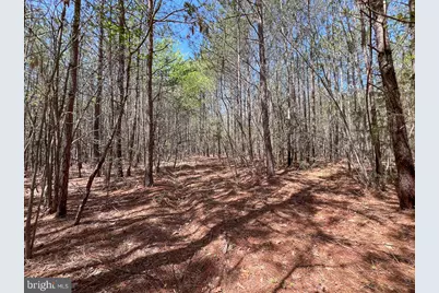 116.32 Acres Gilliam Mill Road, Dillwyn, VA 23936 - Photo 16