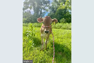 11183 Drogheda Mountain Rd, Rixeyville, VA 22737 - Photo 56