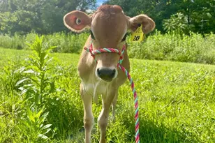 11183 Drogheda Mountain Rd, Rixeyville, VA 22737 - Photo 56