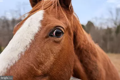 10211 Laurel Ridge, Culpeper, VA 22701 - Photo 100