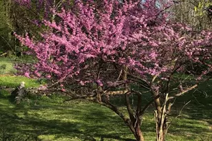 24511 Peacock Ln, Rapidan, VA 22733 - Photo 12