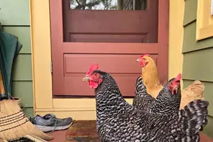 802 S Blue Ridge Ave, Culpeper, VA 22701 - Photo 74